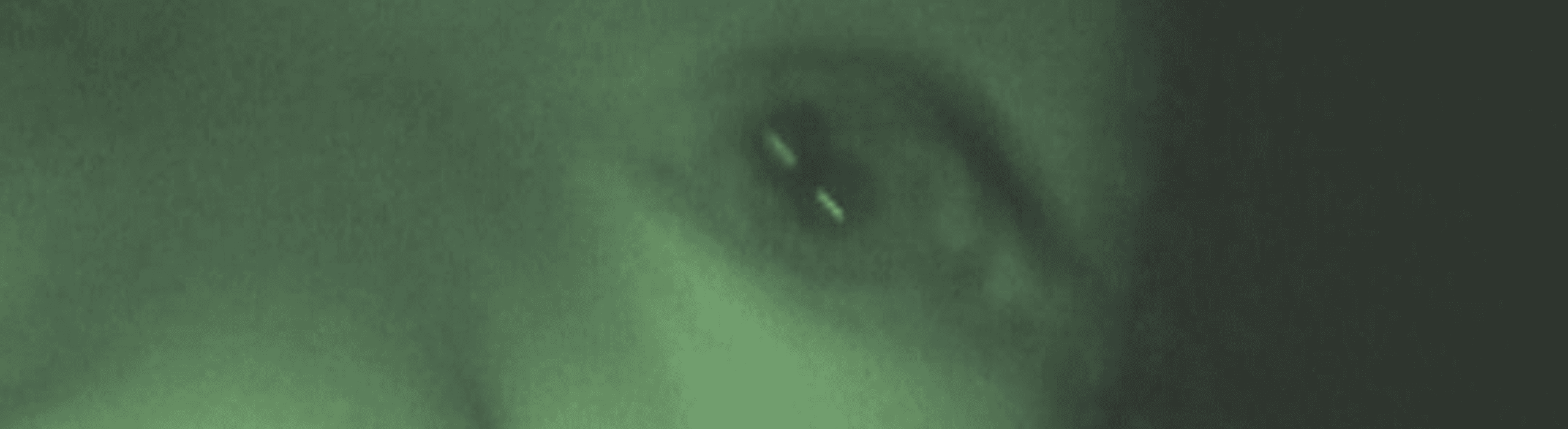 Cover image for Rahnee In The Jungle | 16th December 2025