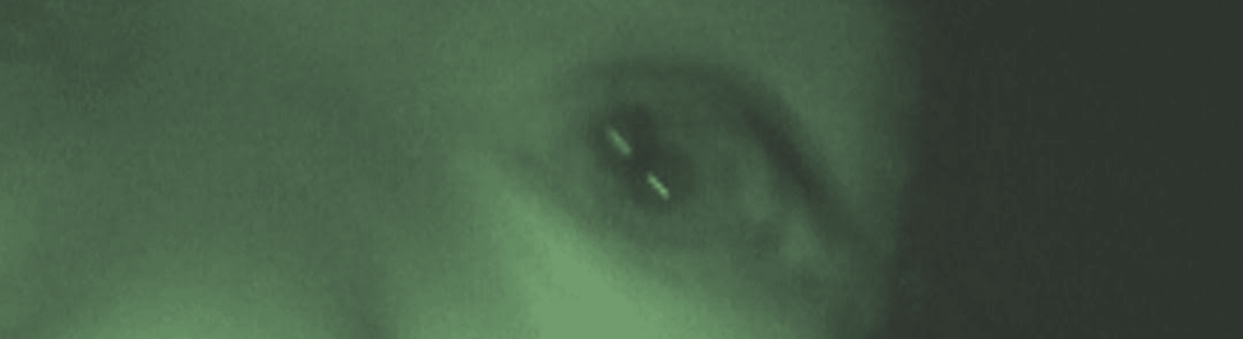 Cover image for Rahnee in the Jungle | 5th May 2026